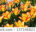 Yellow tulips in a tulip field 137146821