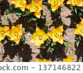 Yellow tulip 137146822