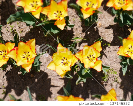 Yellow tulip 137146822