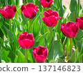 Frilly red tulips 137146823