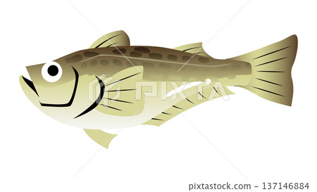 Simple and cute illustration of sandfish Food and fish vector material Simple and cute illustration of sandfish Food and fish vector material 137146884