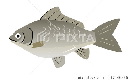 簡單可愛的鯽魚插圖。食物和魚類向量素材。 137146886