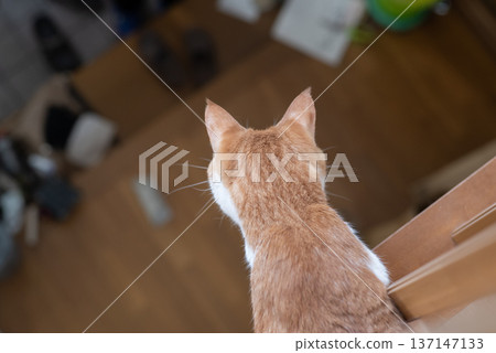 可愛的貓咪背影，棕色虎斑和白色 137147133