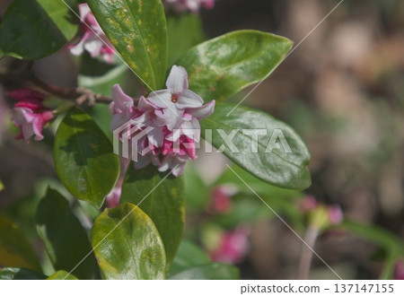 粉紅達芙妮 137147155