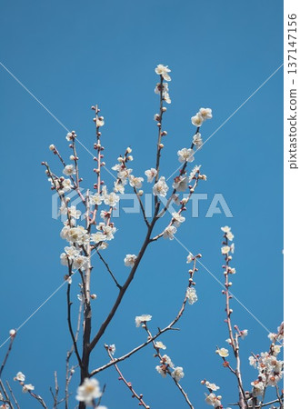 Blue sky and white plum Blue sky and white plum 137147156