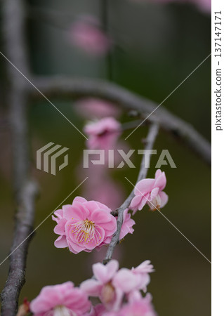 Plum blossoms at Rikyuin Park 137147171