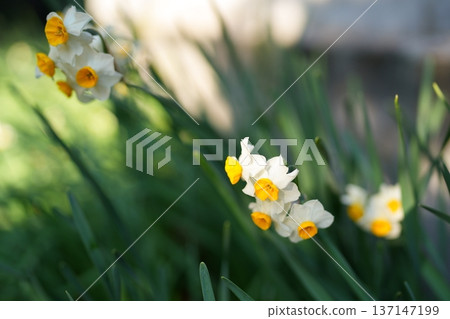 水仙花 137147199