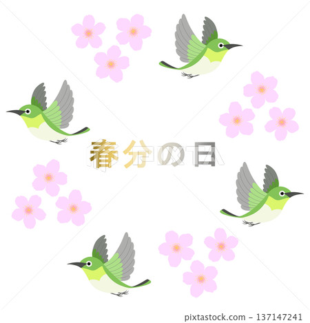 Spring Equinox_Cherry Blossoms and Birds Illustration Spring Equinox_Cherry Blossoms and Birds Illustration 137147241