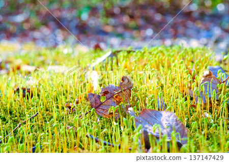 早春時節,公園裡苔蘚孢子體和落葉交織成一片生氣勃勃的景象。 早春時節,公園裡苔蘚孢子體和落葉交織成一片生氣勃勃的景象。 137147429