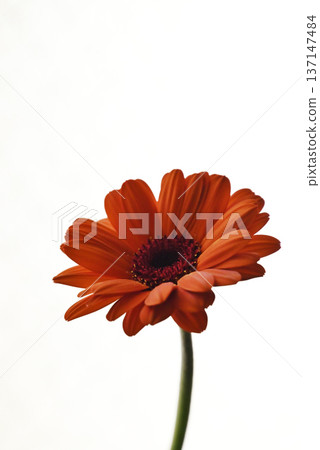 橙色非洲菊 137147484
