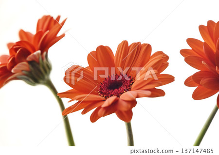 Orange Gerbera Orange Gerbera 137147485