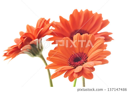 Orange Gerbera Orange Gerbera 137147486