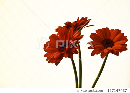 Orange Gerbera Orange Gerbera 137147487