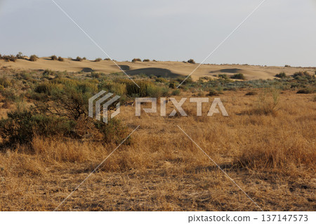 Sam desert in Jaisalmer, India 137147573