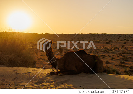 Camels in the Sam desert, Jaisalmer, India Camels in the Sam desert, Jaisalmer, India 137147575