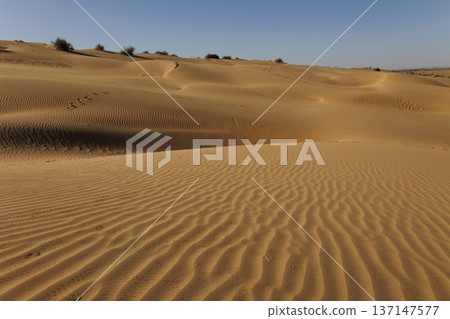 Sam desert in Jaisalmer, India Sam desert in Jaisalmer, India 137147577