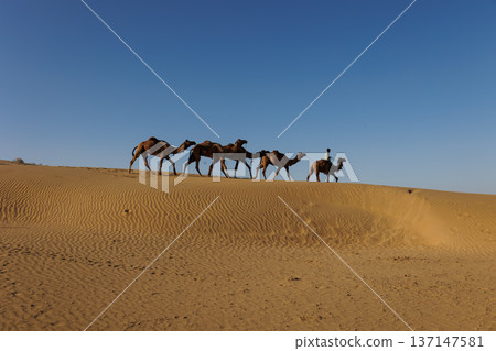 Camels in the Sam desert, Jaisalmer, India Camels in the Sam desert, Jaisalmer, India 137147581