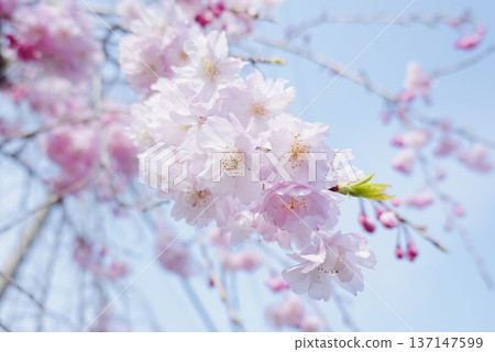 美麗的垂枝櫻花 137147599