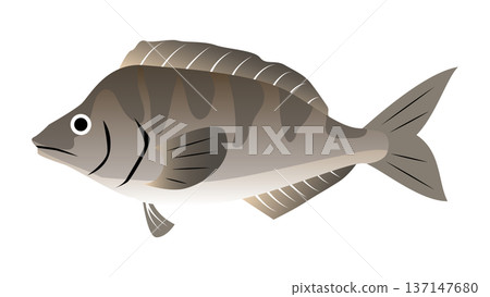簡單可愛的阿特卡鯖魚插圖 - 食物和魚類向量素材 137147680