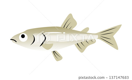 Simple and cute illustration of smelt (food and fish vector material) Simple and cute illustration of smelt (food and fish vector material) 137147683