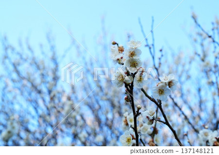 White plum White plum 137148121