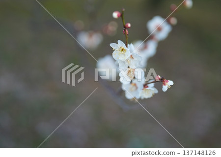 White plum 137148126