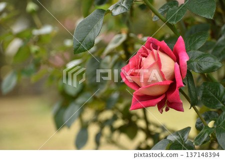 Two-tone autumn roses 137148394