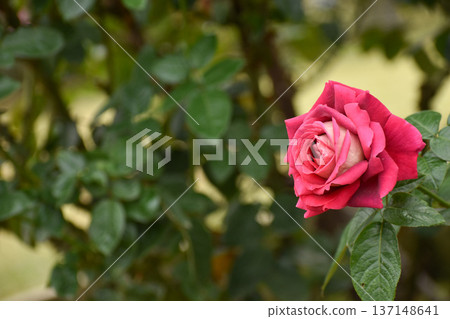 Two-tone autumn roses 137148641