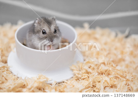 There is a cute grey Djungarian hamster sitting in a cage 137148669