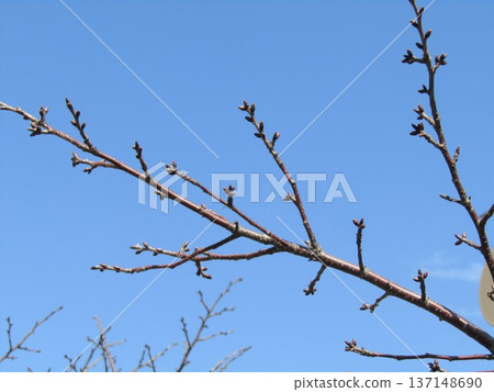 The cherry blossom buds on the rows of cherry trees at Kojima Flower Society are still firm. The cherry blossom buds on the rows of cherry trees at Kojima Flower Society are still firm. 137148690