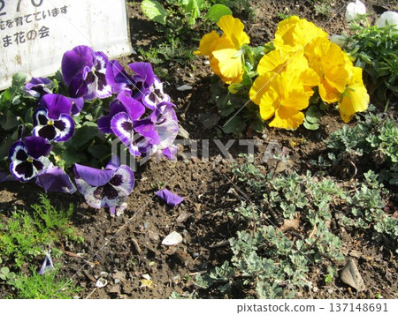 Purple and yellow pansies Purple and yellow pansies 137148691