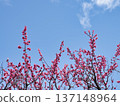 在藍天的桃紅色李子開花 137148964