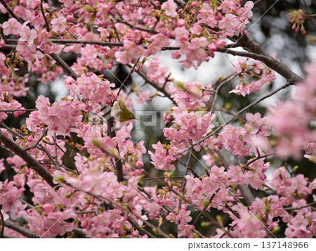Kawazu櫻花盛開和mezzo 137148966