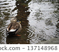 鴨子在池塘里游泳 137148968