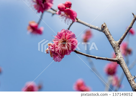 梅花在藍天映襯下閃閃發光的特寫照片 [錦繡/紅梅型] 137149052