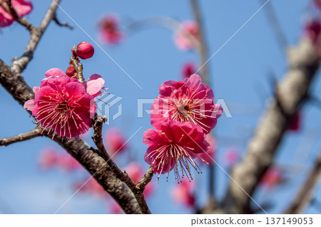 藍天下盛開的梅花特寫 [五段舞 - 朱紅梅花] 137149053