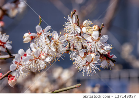 一朵美麗的梅花特寫 [日本樺，薔薇科] 137149057