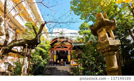 東京的秋天:琴平神社東京分社和銀杏樹 東京的秋天:琴平神社東京分社和銀杏樹 137149189