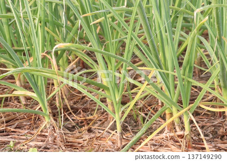 garlic on farm for harvest are cash crops garlic on farm for harvest are cash crops 137149290