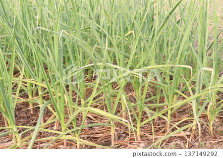 garlic on farm for harvest are cash crops garlic on farm for harvest are cash crops 137149292