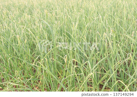 garlic on farm for harvest are cash crops garlic on farm for harvest are cash crops 137149294