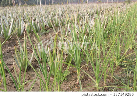 garlic on farm for harvest are cash crops garlic on farm for harvest are cash crops 137149296