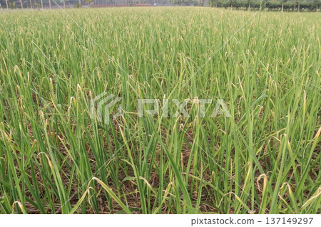 garlic on farm for harvest are cash crops garlic on farm for harvest are cash crops 137149297
