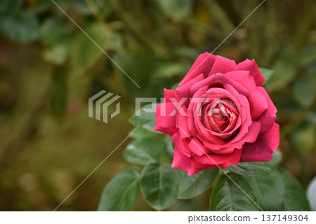 Gorgeous red autumn roses 137149304