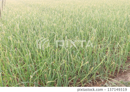 garlic on farm for harvest are cash crops garlic on farm for harvest are cash crops 137149319