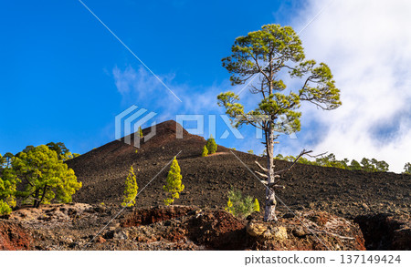 Scenic sunny view of green Canarian pine trees growing on the dark volcanic ash cone of Volcan Chinyero in the Chinyero Special Nature Reserve, Tenerife. Scenic sunny view of green Canarian pine trees growing on the dark volcanic ash cone of Volcan Chinyero in the Chinyero Special Nature Reserve, Tenerife. 137149424