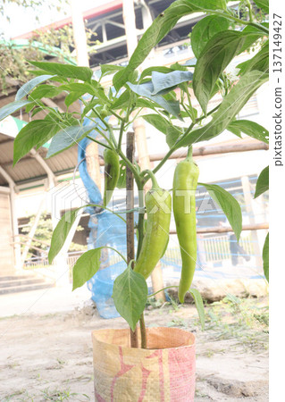 chili peppers on tree in farm are cash crops 137149427