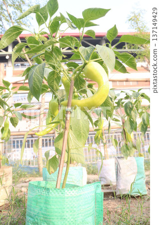 chili peppers on tree in farm are cash crops chili peppers on tree in farm are cash crops 137149429