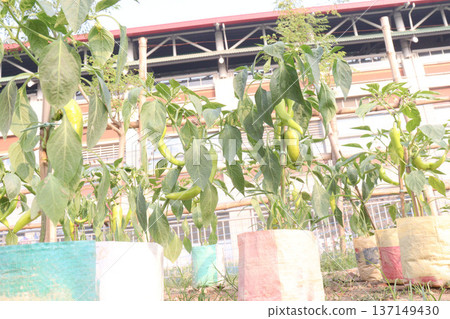 chili peppers on tree in farm are cash crops 137149430