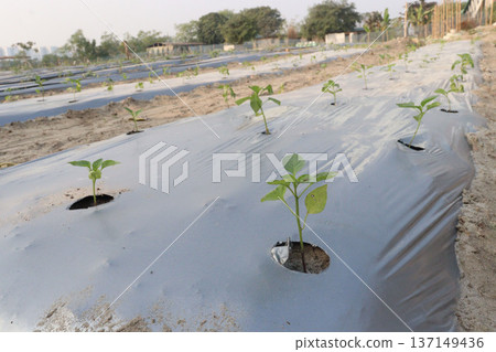 chili peppers on tree in farm are cash crops 137149436